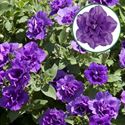 Afbeelding van Petunia double P12 Provence (lavendel blauw)